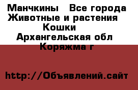 Манчкины - Все города Животные и растения » Кошки   . Архангельская обл.,Коряжма г.